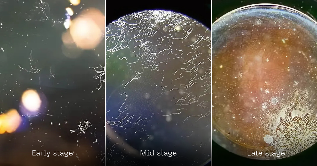Time defects. What to look for when buying vintage optics: a guide from Vintage Lens Store